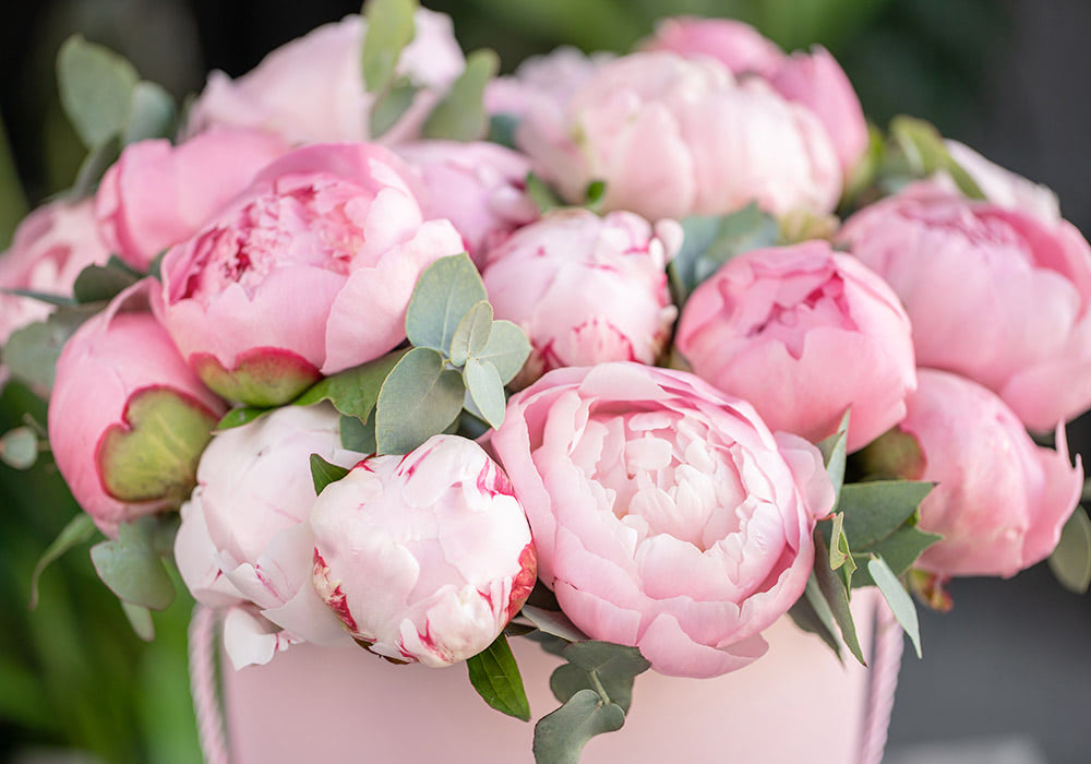 Pink peonies, partially blooming, arranged closely surrounded by green foliage in a pastel pink vase, set against a blurred garden background.