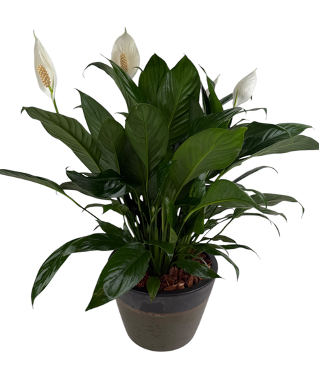 Plant-Peace Lily