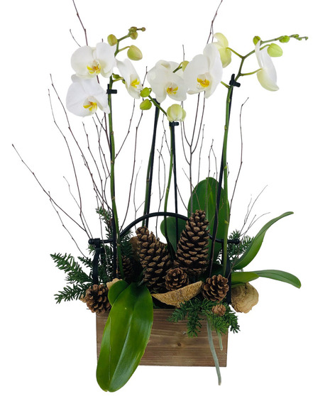 orchid garden with pine accents