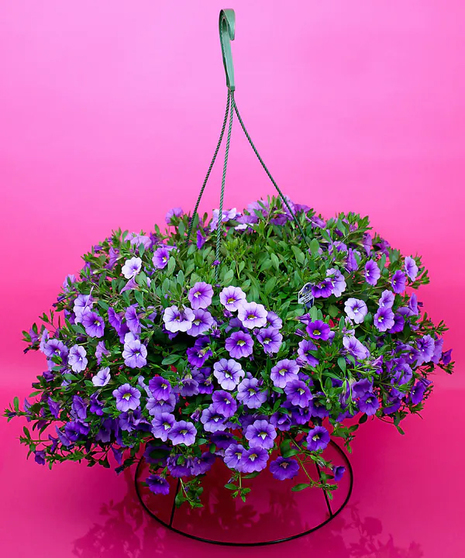 Calibrachoa Hanging Plant