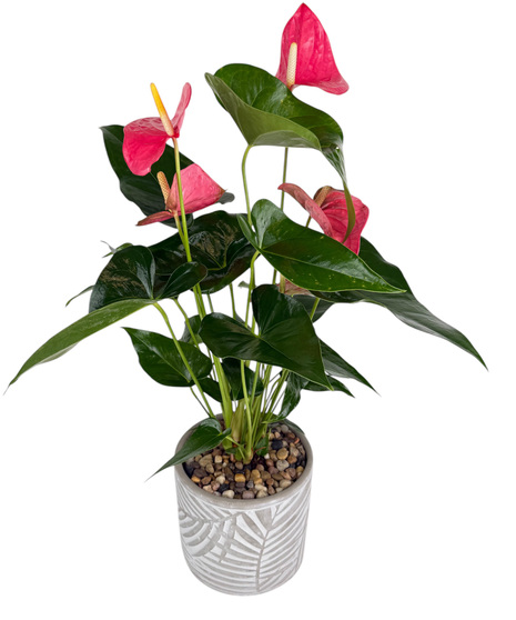 Anthurium Planter