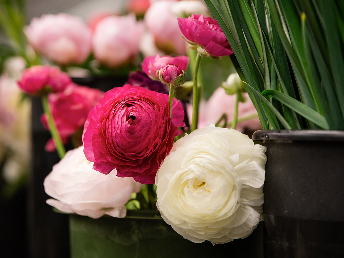 Lovely red, pink and white carnations on display